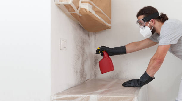 Professional Black Mold Remediation technician working in Hampton, MN