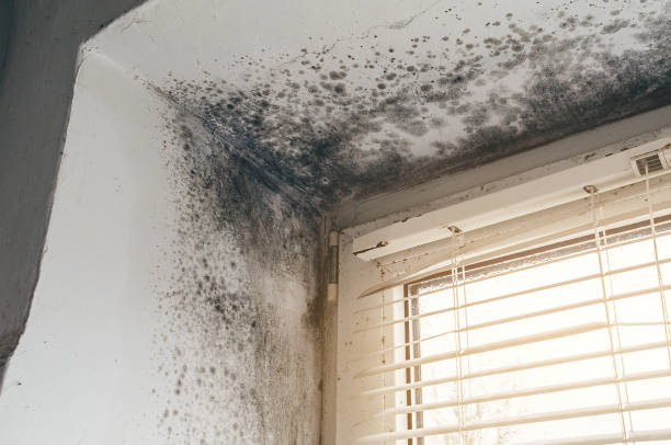 Affordable Black Mold Remediation solutions in Hampton, MN